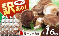 【訳あり】不揃い 原木しいたけ 1.6kg（200g×8袋）椎茸 しいたけ シイタケ 訳あり 国産 岐阜 白川町 / 清水しいたけ園 [AWAY004]