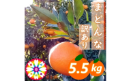 【先行受付】愛咲果樹園「まどんな」訳あり 約5.5kg【71-65】YWTS048