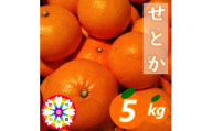 【先行受付】愛咲果樹園「せとか」約5kg【71-53】YWTS050