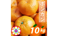 【先行受付】愛咲果樹園「ポンカン」約10kg【71-61】YWTS052