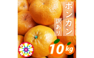 【先行受付】愛咲果樹園「ポンカン」訳あり 約10kg【71-62】YWTS053