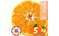 【先行受付】愛咲果樹園「はるみ」約5kg【71-52】YWTS056