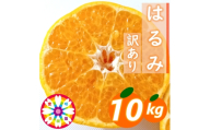 【先行受付】愛咲果樹園「はるみ」訳あり 約10kg【71-51】YWTS057