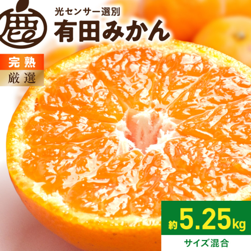 《2026年11月上旬～2027年1月下旬頃に順次発送》【2026年先行予約】厳選 完熟有田みかん約5kg+250g（傷み補償分）【光センサー選果】_ZH7124 2681419 - 和歌山県湯浅町
