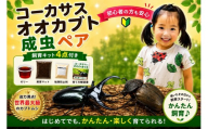 【虹色Farm】コーカサスオオカブト 成虫ペア ～初心者の方も安心！飼育キット4点付(育て方解説書・転倒防止材・ゼリー・飼育マット)～｜京都 オオカブト 人気［ カブトムシ コーカサスオオカブト 成虫 ペア 飼育キット 説明書付 人気 おすすめ 自由研究 夏休み 体験 自然 昆虫 虫 お取り寄せ 通販 送料無料 ふるさと納税 ］