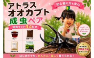 【虹色Farm】アトラスオオカブト 成虫ペア ～初心者の方も安心！飼育キット4点付(育て方解説書・転倒防止材・ゼリー・飼育マット)～｜京都 オオカブト 人気［ カブトムシ アトラスオオカブト 成虫 ペア オス メス 飼育キット 説明書付 人気 おすすめ 自由研究 夏休み 体験 自然 昆虫 虫 お取り寄せ 通販 送料無料 ふるさと納税 ］