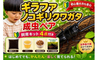 【虹色Farm】ギラファノコギリクワガタ 成虫ペア ～初心者の方も安心！飼育キット4点付(育て方解説書・転倒防止材・ゼリー・飼育マット)～｜京都 クワガタ 人気［ クワガタ ギラファノコギリクワガタ 成虫 ペア オス メス 飼育キット 説明書付 人気 おすすめ 自由研究 夏休み 体験 自然 昆虫 虫 お取り寄せ 通販 送料無料 ふるさと納税 ］