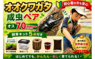 【虹色Farm】オオクワガタ 成虫ペア(オス70ｍｍ～)～初心者の方も安心！飼育キット５点付(育て方解説書・飼育ケース・産卵木・ゼリー・飼育マット)～｜京都 クワガタ 人気［ クワガタ オオクワガタ 成虫 ペア オス メス 飼育キット 説明書付 人気 おすすめ 自由研究 夏休み 体験 自然 昆虫 虫 お取り寄せ 通販 送料無料 ふるさと納税 ］