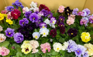 オリジナルフリルタイプのパンジービオラ 28鉢セット 花 ビオラ オリジナルビオラ 苗 ガーデニング 園芸 花色 インテリア [ 2026年11月下旬から2027年1月上旬迄発送予定 ]
