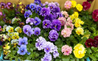 オリジナルビオラおまかせアソート ( ベーシック 24鉢 ) 花 ビオラ オリジナルビオラ 苗 ガーデニング 園芸 花色 インテリア [ 2026年11月下旬から2027年1月上旬迄発送予定 ]