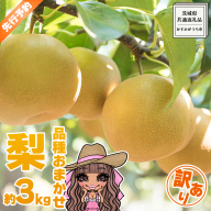 【 先行予約 】 【 訳あり 】 品種おまかせ 採れたて 完熟天使の 甘梨 約 3kg（ 茨城県共通返礼品： かすみがうら市 ） 【 2026年8月中旬頃発送 】 フルーツ 果物 なし ナシ 旬 新鮮 旬 期間限定 甘い 国産
