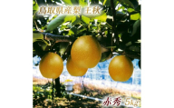 鳥取県産 王秋梨 “赤秀”５kg（6〜8玉入）