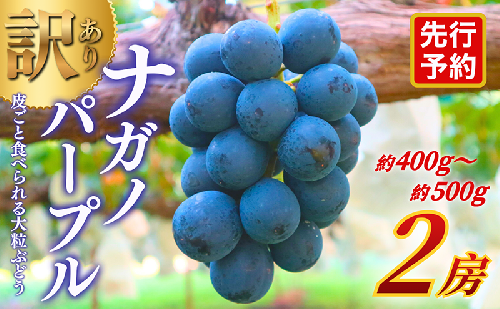 【★先行予約】【訳あり】長野県産ナガノパープル 約400～500g×2房 見た目にワケあり 味はそのまま 一粒が大きい 果物 旬のフルーツ 長野県 上田 信州 2683455 - 長野県上田市