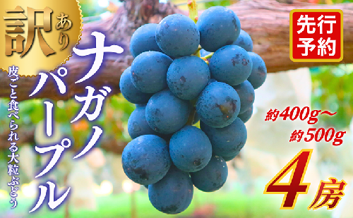 【★先行予約】【訳あり】長野県産ナガノパープル 約400～500g×4房 見た目にワケあり 味はそのまま 一粒が大きい 果物 旬のフルーツ 長野県 上田 信州 2683456 - 長野県上田市