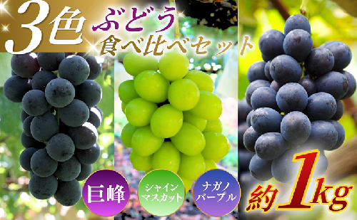 【★先行予約】【訳あり】長野県産 ぶどう3種食べ比べセット（シャインマスカット・ナガノパープル・巨峰）合計約1.1kg 見た目にワケあり 味はそのまま 旬のフルーツ 長野県 上田 信州 2683459 - 長野県上田市