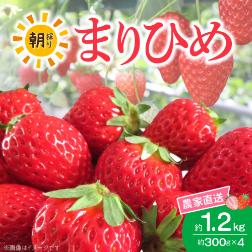 朝摘み 完熟 まりひめ いちご 約300g×4パック (合計約1,200g)_AB7335 2684091 - 和歌山県湯浅町