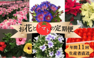 モリヒロ園芸が育てたお花とトマトの定期便（年間11回） 植物 瀬戸内 温暖 気候 鉢花 ギフト 記念日