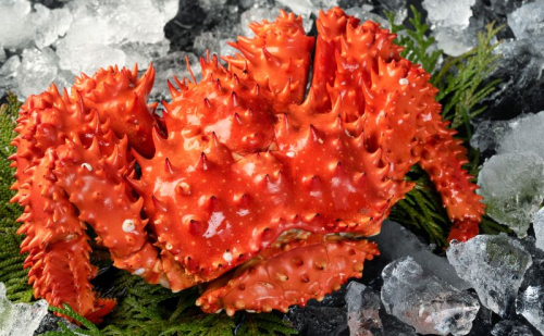 カニ 幻の蟹 厚岸産 浜茹で 花咲がに 1.5kg(3尾～5尾)[ 蟹 かに 新鮮 花咲ガニ 花咲蟹 産地直送 ]  2685527 - 北海道厚岸町