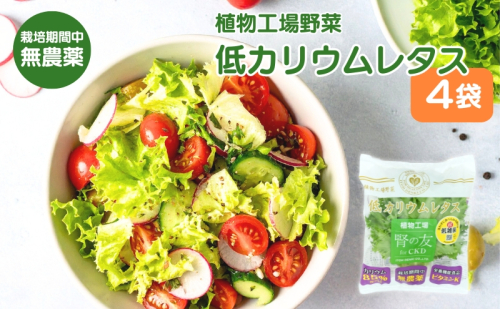 レタス 低カリウムレタス 4個入り カリウム85%カット 洗わず食べられる ビタミンK 植物工場 兵庫県 加西市 リーフレタス 栽培期間中 無農薬 2685562 - 兵庫県加西市