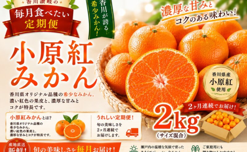 香川讃岐の毎月食べたい定期「小原紅みかん 2kg」2ヶ月定期便 2685570 - 香川県東かがわ市