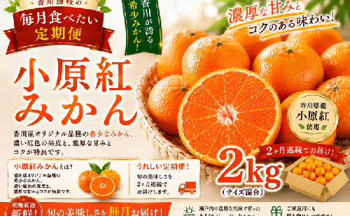 香川讃岐の毎月食べたい定期「小原紅みかん 2kg」2ヶ月定期便 2685570 - 香川県東かがわ市