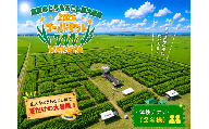 真夏のとうもろこし巨大迷路 2026 ゴールドデント777 WAKUYA｜とうもろこし コーン 迷路 とうもろこし畑 トウモロコシ 涌谷町 デントコーン 巨大迷路 冒険 レジャー 宝探し 真夏 とうもろこし コーン トウモロコシ