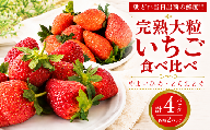 いちご やよいひめ とちおとめ セット 約 260g × 4パック 先行予約 [2027年1月より発送開始] 苺 イチゴ いちご いちご食べ比べ 果物 食べ比べ やよい姫 トチオトメ フルーツ くだもの デザート 野菜 完熟 朝採れ 新鮮 国産 茨城県 筑西市 関東