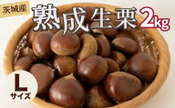 【先行受付】 栗 生栗 2kg 大粒 選べる大きさ L 令和8年産 完熟 栗 くり クリ kuri / 栗ごはん 栗スイーツ 2026年度産 国産 味覚 生ぐり なまぐり 和栗 わぐり 先行受付 秋の味覚 マロン 生くり 甘栗 焼き栗 ゆでぐり 料理 和菓子 炊き込みご飯 ごはん 栗きんとん 数量限定 贈答 ギフト 数量限定 旬 秋 冬 正月 おせち 茨城県 筑西市 関東