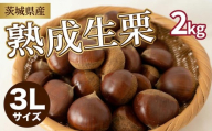 【先行受付】 栗 生栗 2kg 大粒 選べる大きさ 3L 令和8年産 完熟 栗 くり クリ kuri / 栗ごはん 栗スイーツ 2026年度産 国産 味覚 生ぐり なまぐり 和栗 わぐり 先行受付 秋の味覚 マロン 生くり 甘栗 焼き栗 ゆでぐり 料理 和菓子 炊き込みご飯 ごはん 栗きんとん 数量限定 贈答 ギフト 数量限定 旬  秋 冬 正月 おせち 茨城県 筑西市 関東