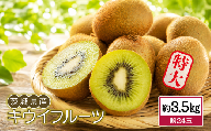 【先行予約】 キウイフルーツ 特大 約 3.5kg  |  キウイ きうい 大玉 果物 くだもの 甘い フルーツ 旬のフルーツ デザート スイーツ fruit 果実 果肉 2026年産 産地直送 数量限定 茨城県産 関東 茨城 筑西