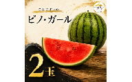 こだますいか ピノ・ガール  2玉 × 1.5kg～1.7kg | 小玉スイカ すいか スイカ 西瓜 甘い ジューシー 旬の果物 夏 初夏 suika fruits 果物 くだもの デザート フルーツ おやつ 茨城県産 JA 北 つくば 関東 茨城 筑西 【2026年産 / 令和8年産 】