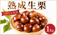 【先行予約】 栗 くり 約1kg 3L 生栗 産地直送 大粒 つやつや 2026年度産 国産 秋 旬 味覚 生栗 生ぐり なまぐり 和栗 わぐり 先行受付 秋の味覚 マロン 生くり 甘栗 焼き栗 ゆでぐり 料理 和菓子 炊き込みご飯 ごはん 秋 味覚 正月 栗きんとん 数量限定 令和8年度産 R8年度産 茨城県産 関東 茨城 筑西