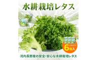 【定期便　毎月お届け3ヵ月】レタス 6個 ｜ 水耕栽培 河内長野産 フリルレタス 種類 栽培 菜 茎 サラダ 副菜 おつまみ フレアベル フリルアイス セット 無農薬  栄養満点 ビタミン ミネラル 安心 安全 新鮮レタス