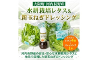 【定期便　毎月お届け６ヵ月】とれたてレタスと玉ねぎドレッシングセット ｜ サラダ 副菜 常備野菜 炒め物 スープ チャーハン 鍋料理 巻物 冷製料理 朝食 昼食 夕食 付け合わせ サンドイッチ ハンバーガー お弁当 ダイエット こだわりの逸品 地域特産品 ギフト 自分用 人気 おすすめ
