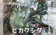 観葉植物 ビカクシダPegasusコルク仕立て | コウモリラン 壁掛け 板付け インテリア 室内 4月-12月発送