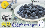 【2026年8月中旬～順次発送】国産 冷凍ブルーベリー 750g (250g×3パック) ※出荷時期にご注意ください。 ラビットアイ ブルーベリー ぶるーべりー フルーツ 果物 くだもの 産地直送 期間限定 数量限定 大阪 河内長野 よしだフルーツファーム