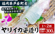 ヤリイカ (加工前：250～300g/匹・1～2匹分) いか 烏賊 イカ やりいか 刺身 お造り 姿造り 冷凍 急速冷凍 贈答用 ギフト 贈り物 海の幸 海産物 魚介類 福岡県産 芦屋町産 【九州男】as54-001