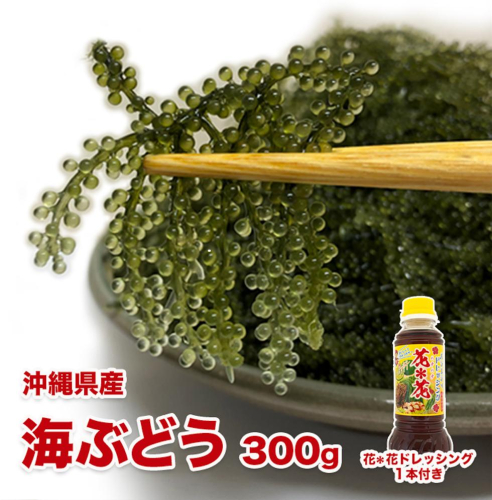 新鮮！海ぶどう300g I  海ぶどう 沖縄海ぶどう 海藻 ぷちぷち食感 ギフト おつまみ 沖縄県 南城市 ふるさと納税 一般社団法人 南城市観光協会 南城市地域物産館 2691724 - 沖縄県南城市