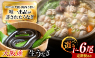 【全12回定期便】 鰻 美陵鰻の生鰻 6尾 / 美陵鰻 鰻 うなぎ ウナギ 蒲焼 蒲焼き かば焼き 白焼き 白焼 肉厚 うな重 うな丼 タレ 山椒 国産 スタミナ 土用 丑の日 土用の丑の日 贈答 ギフト / 大阪府藤井寺市/株式会社れいわ水産 [BLAL078]