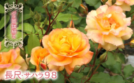 【2026年3月から発送】バラ苗鉢植え「長尺・サハラ９８」