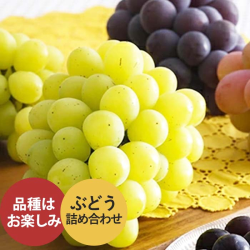 加西産ぶどう詰め合わせ【 果物 ぶどう フルーツ 葡萄 】 果物類 ブドウ くだもの  26962 - 兵庫県加西市