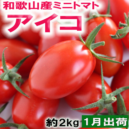 ［2027年1月出荷分］和歌山産ミニトマト「アイコトマト」約2kg（M・Lサイズおまかせ）［TM260］ 2696427 - 和歌山県那智勝浦町