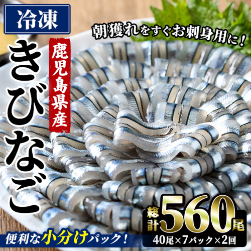 ＜2回定期便＞鹿児島県産！阿久根のきびなごお刺身セット (計560尾・40尾×7パック×2回) 冷凍 魚介類 海鮮 魚 きびなご キビナゴ 刺身 さしみ 刺し身 青魚 子魚 小分け 定期便 阿久根市産 国産 【椎木水産】akn054-17 2696647 - 鹿児島県阿久根市