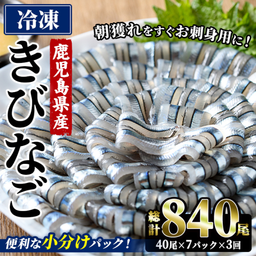 ＜3回定期便＞鹿児島県産！阿久根のきびなごお刺身セット (計840尾・40尾×7パック×3回) 冷凍 魚介類 海鮮 魚 きびなご キビナゴ 刺身 さしみ 刺し身 青魚 子魚 小分け 定期便 阿久根市産 国産 【椎木水産】akn054-18 2696653 - 鹿児島県阿久根市