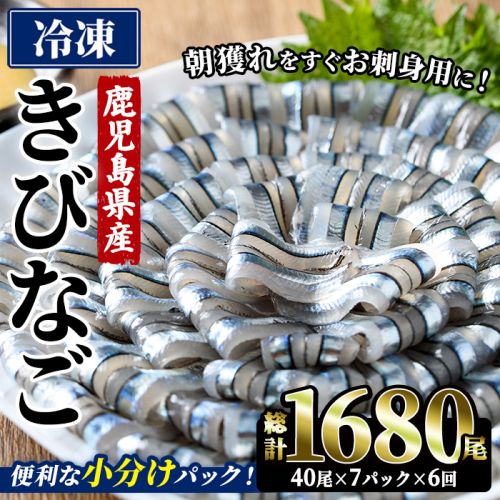 ＜6回定期便＞鹿児島県産！阿久根のきびなごお刺身セット (計1680尾・40尾×7パック×6回) 冷凍 魚介類 海鮮 魚 きびなご キビナゴ 刺身 さしみ 刺し身 青魚 子魚 小分け 定期便 阿久根市産 国産 【椎木水産】akn054-19 2696660 - 鹿児島県阿久根市