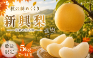 【数量限定】有梨の実石田 新興梨（進物） 5kg