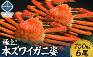 極上！本ズワイ蟹の姿　750g　6尾 | カニ ずわいガニ 海鮮 北海道 札幌市
