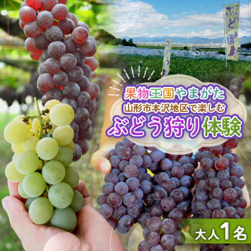 時間無制限！ぶどう狩り体験 (大人1名利用) FY26-094 2698606 - 山形県山形市