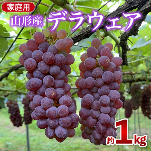 家庭用デラウエア 約1kg 優以上 M～3L (6～8房) FY26-164 2698607 - 山形県山形市