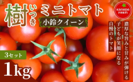 《先行予約》樹（いつき）ミニトマト（小鈴クイーン）1kg 3セット 新鮮野菜 フルーツ 旬 サラダ デザート お弁当 朝食 料理用 そのまま食べる おうちごはん お取り寄せ 産地直送 贈り物 手土産 愛知県 豊橋市